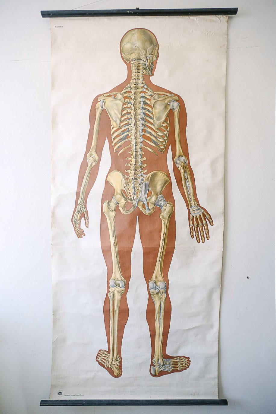 Human Skeleton Wall Chart