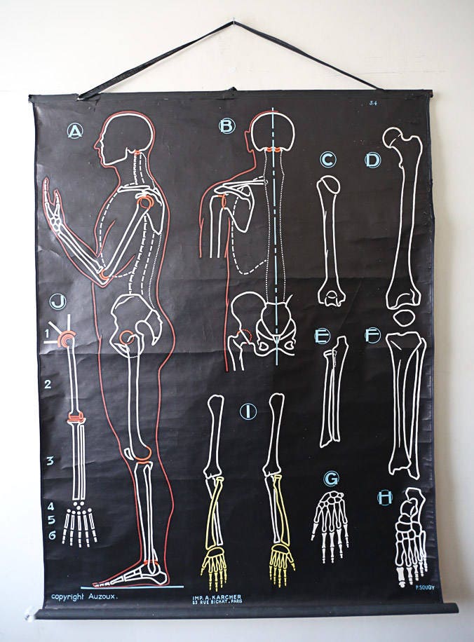 Original ANATOMICAL Vintage French School Chalk Wall Chart SKELETON ...