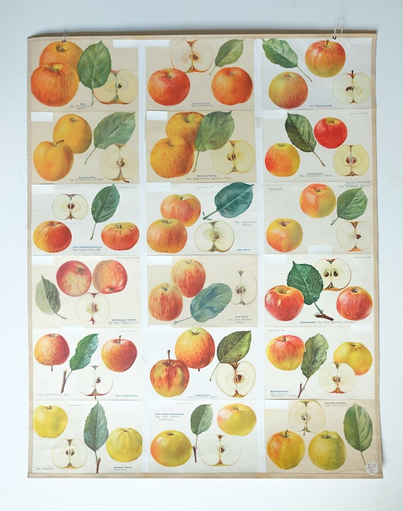Original BOTANICAL Vintage German School Wall Chart APPLES Apple Varieties Botany Fruit Apple Beautiful Rare Plant