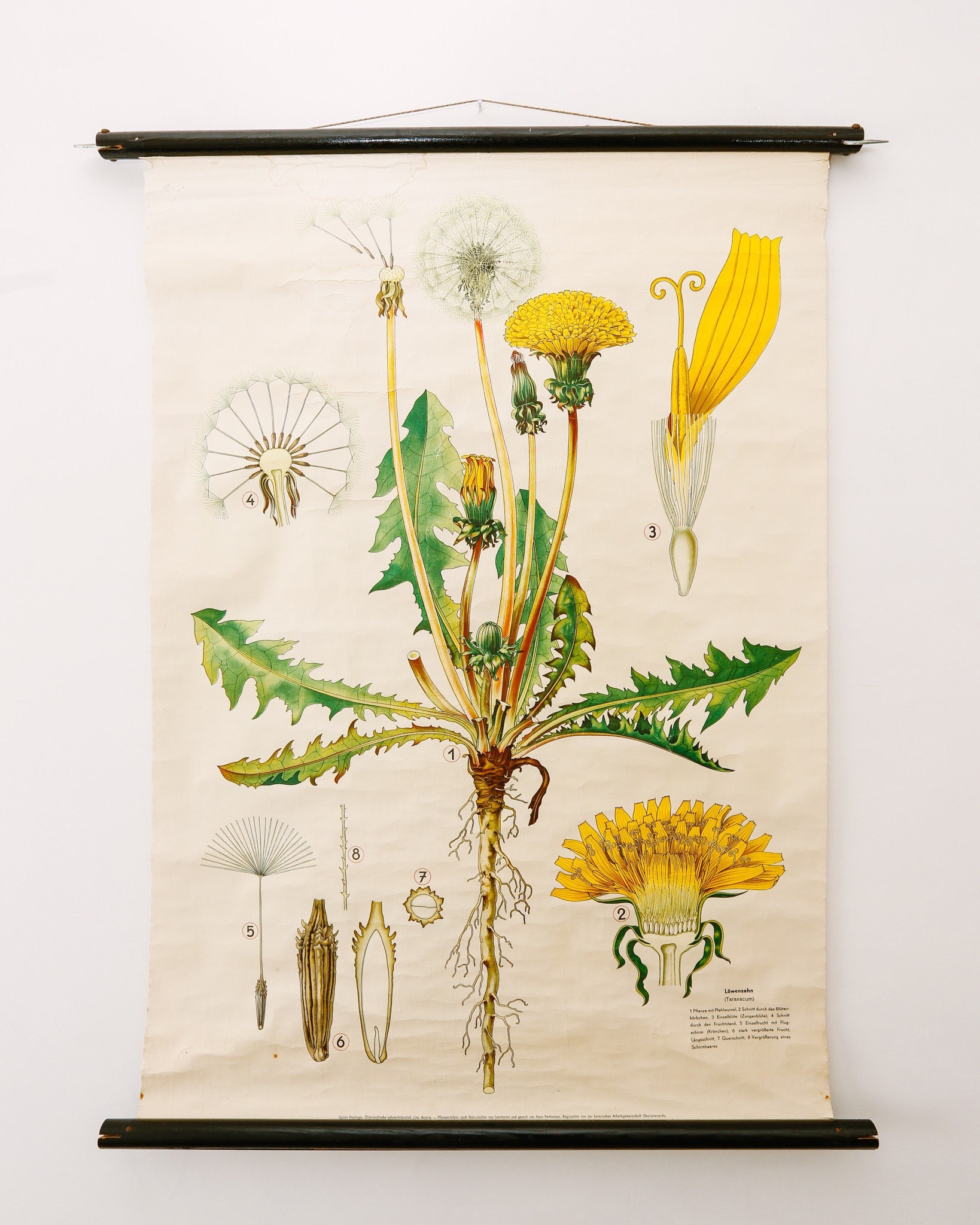 VINTAGE SCHOOL CHART - DANDELION BOTANY VINTAGE SCHOOL CHART - DANDELION BOTANY