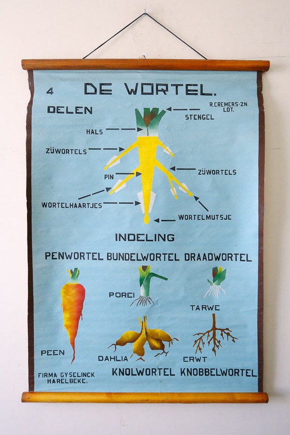 HAND-PAINTED Original Botanical Vintage Flemish School Wall Chart CARROT Botany Beautiful Rare Root Vegetable