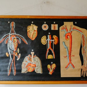 Originele ANATOMISCHE Antieke Vintage Italiaanse Educatieve School Wandkaart CIRCULATIE HART Antonio Vallardi Anatomie Wetenschap Mooie Zeldzame