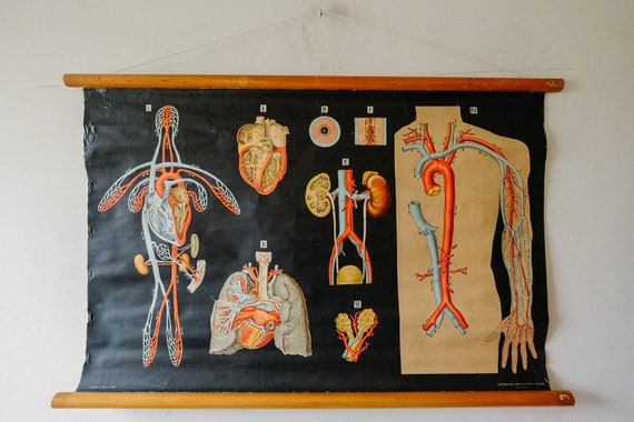 Original ANATOMICAL Antique Vintage Italian Educational School Wall Chart CIRCULATION HEART Antonio Vallardi Anatomy Science Beautiful Rare