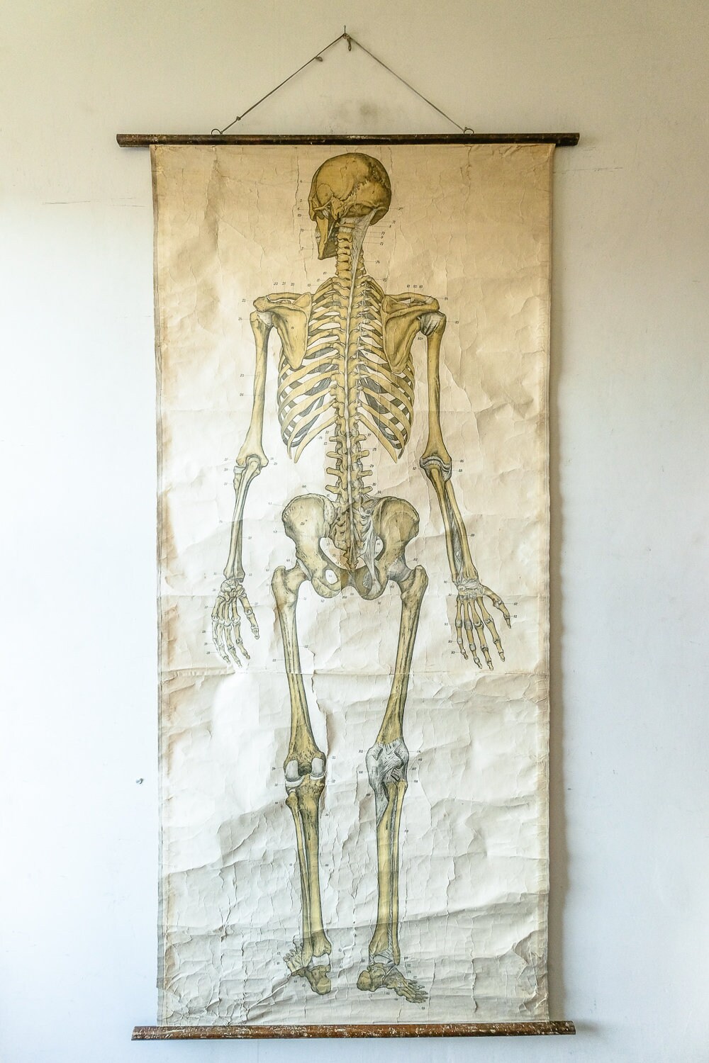 Original Anatomical Vintage Antique French Educational School Wall Chart Auzoux Human Skeleton Full Length Anatomy Science Medicine Rare