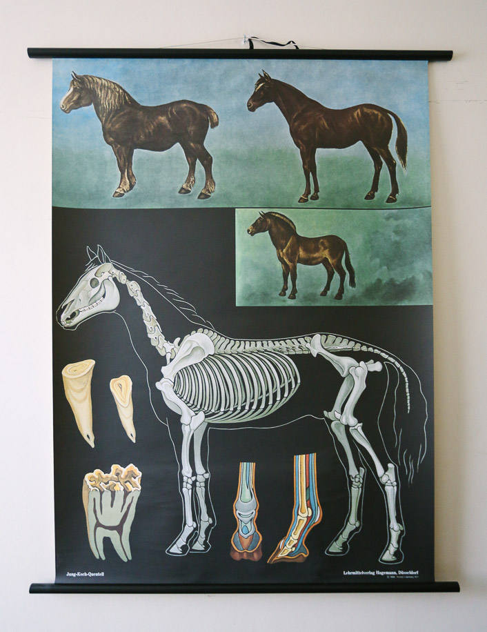 Equine Foaling Chart