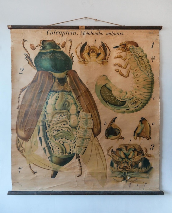 Original ZOOLOGICAL Vintage German School Wall Chart CATERPILLAR Cabbage White Natural History Biology Rare Paul PFURTSCHELLER