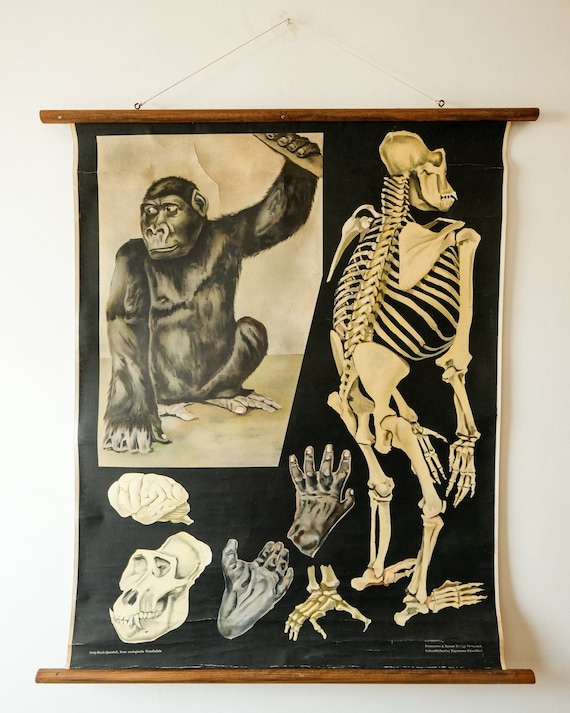 Original ZOOLOGICAL Vintage German School Wall Chart GORILLA Monkey Study Anatomy Zoology Beautiful Rare Jung Koch Quentell