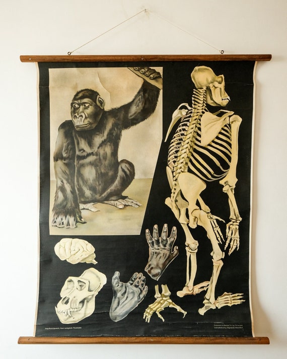 Original ZOOLOGICAL Vintage German School Wall Chart GORILLA Monkey Study Anatomy Zoology Beautiful Rare Jung Koch Quentell