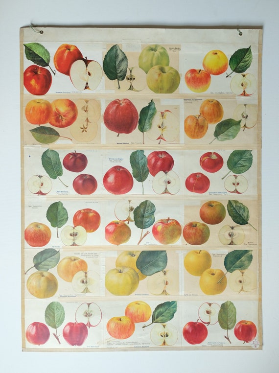 Original BOTANICAL Vintage German School Wall Chart APPLES Apple Varieties Botany Fruit Apple Beautiful Rare Plant