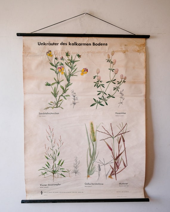 Original BOTANICAL Vintage German School Wall Chart PRETTY WEEDS of Calcareous Soils Botany Beautiful Rare Volk und Wissen Ed