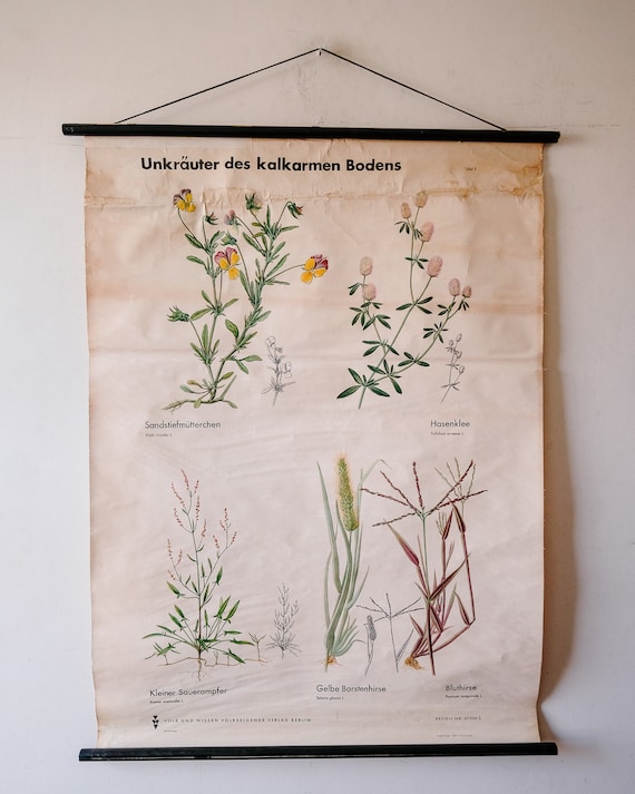 Original BOTANICAL Vintage German School Wall Chart PRETTY WEEDS of Calcareous Soils Botany Beautiful Rare Volk und Wissen Ed