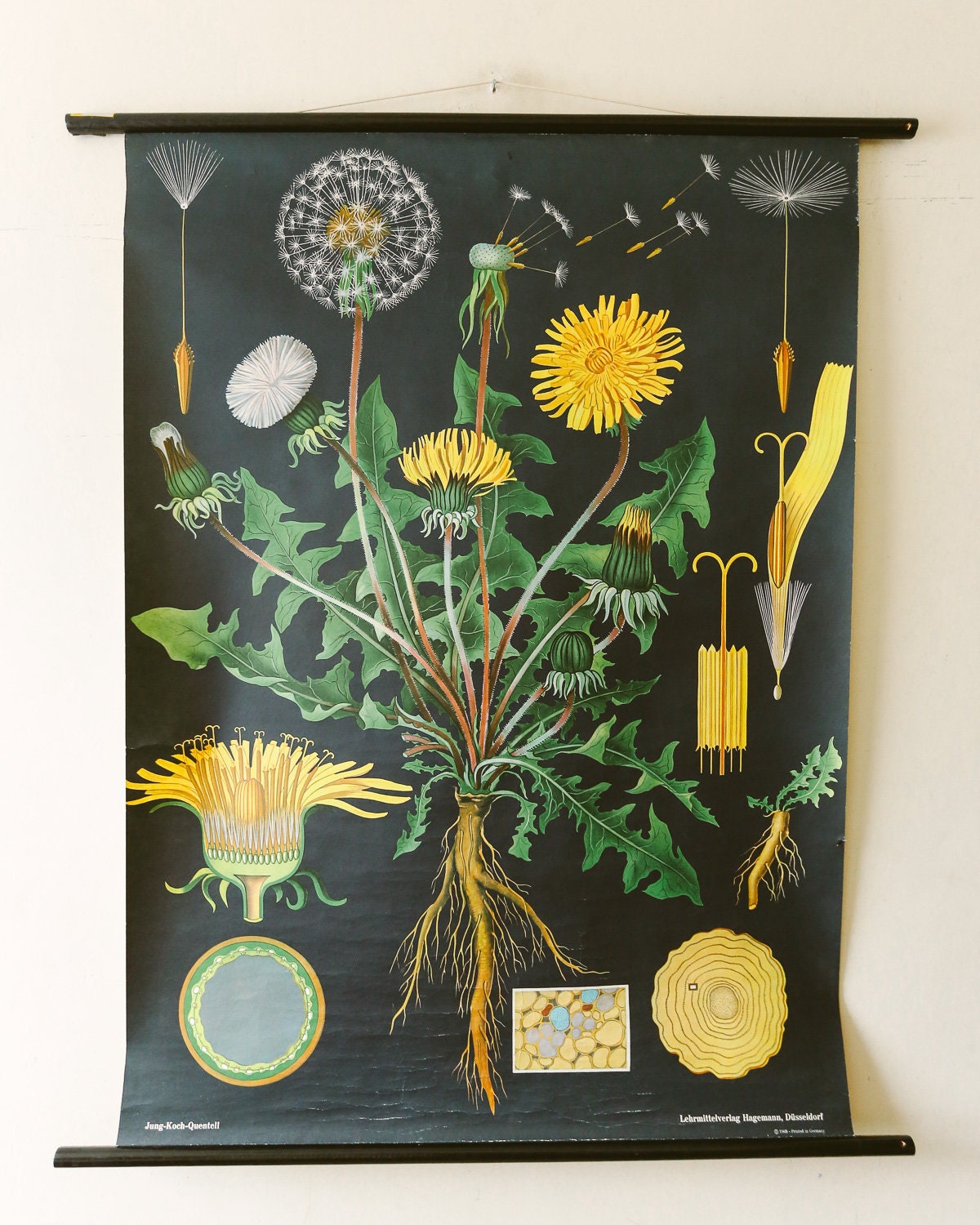 VINTAGE SCHOOL CHART - DANDELION BOTANY VINTAGE SCHOOL CHART - DANDELION BOTANY