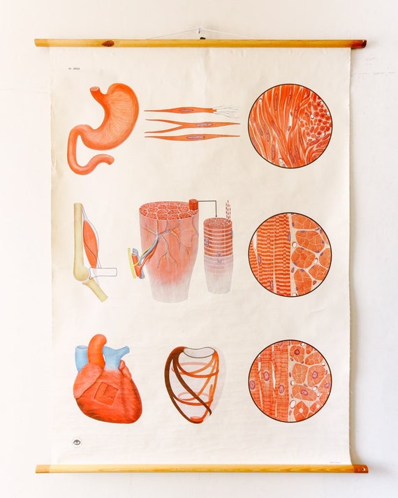 Original ANATOMICAL Vintage German Educational School Wall Chart STRUCTURE of MUSCLE Anatomy Medicine Deutsches Science Beautiful Rare