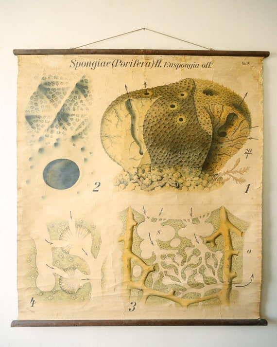 Original ZOOLOGICAL Vintage German School Wall Chart Sea SPONGE Sponigae Porifera Marine Biology Rare Paul PFURTSCHELLER