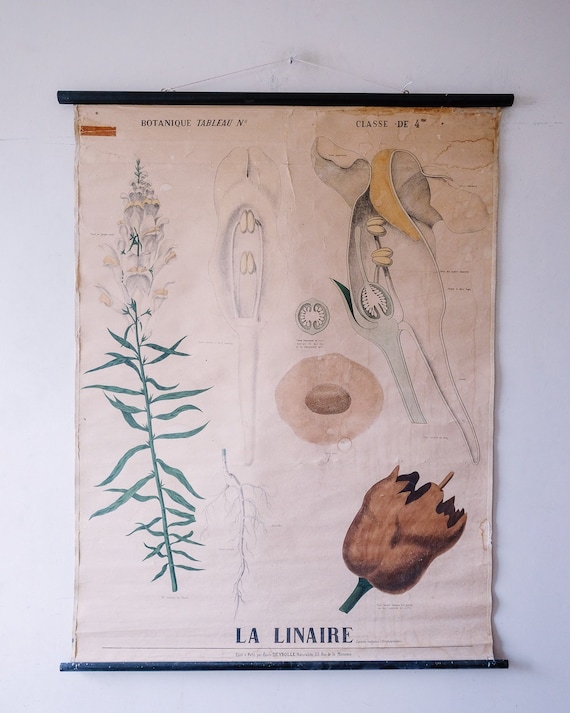 19th Century Original Antique BOTANICAL Vintage French School Wall Chart LINAIRE Toadflax Botany Study Wild Flower Rare Emile DEYROLLE