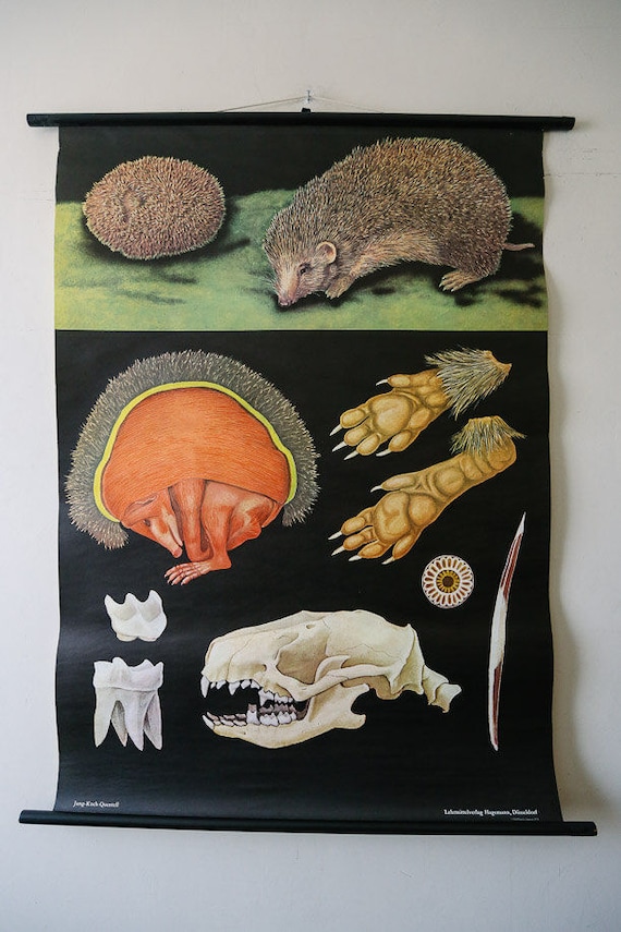 Original ZOOLOGICAL Vintage German School Wall Chart HEDGEHOG 1973 Zoology Beautiful Rare Jung Koch Quentell Educational Interiors Deco