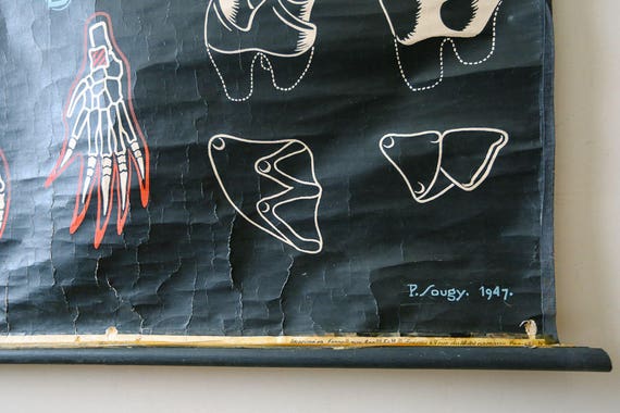 Original ZOOLOGICAL Vintage French School Chalk Wall Chart MOLE