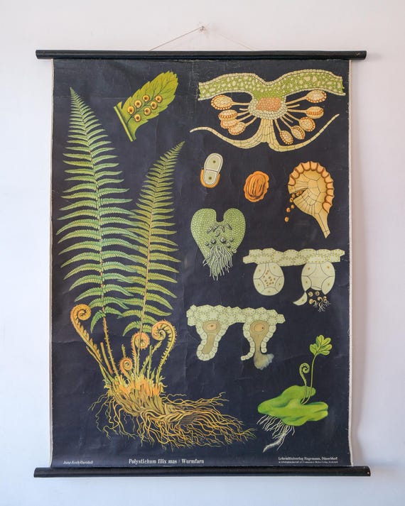 Original BOTANICAL Vintage German School Wall Chart FERN Botany Beautiful Rare Jung Koch Quentell