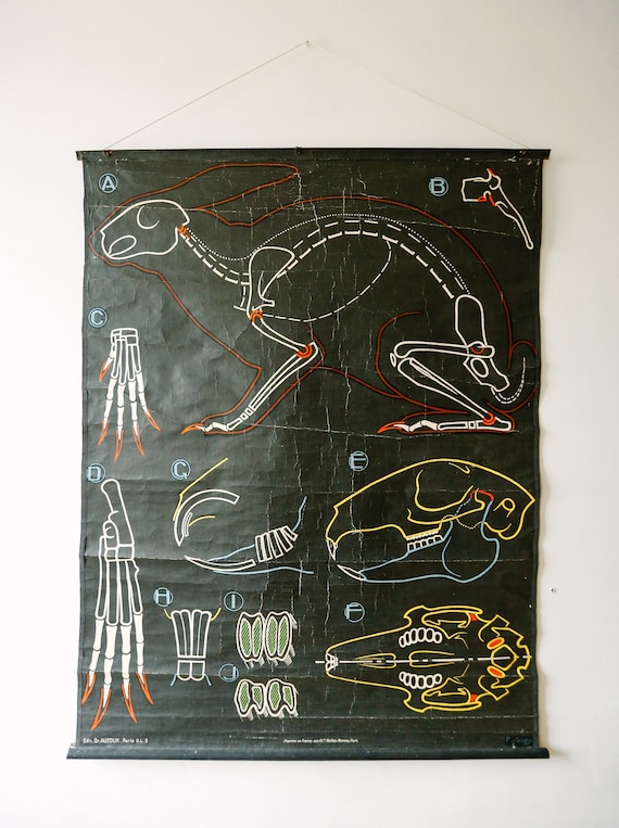 Original ZOOLOGICAL Vintage French School Chalk Wall Chart RABBIT Zoology Beautiful Rare Dr Auzoux Sougy