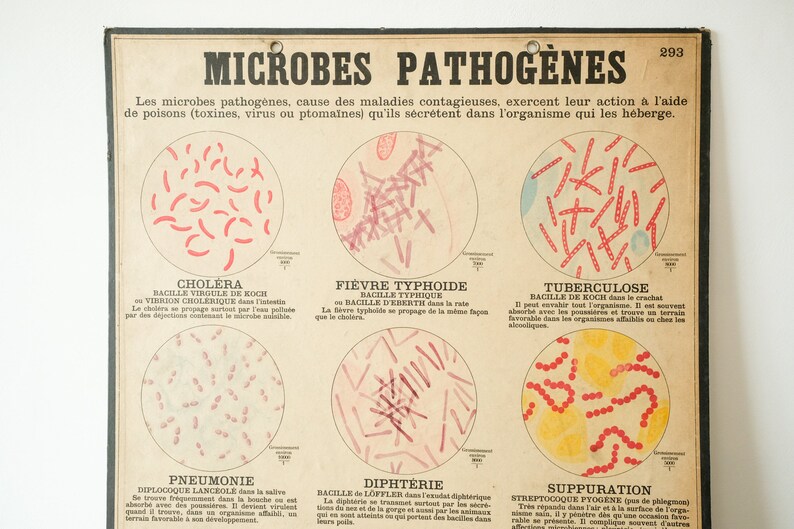 Beautiful Pathogen Four Original ANATOMICAL Vintage Antique French School Teaching Plates ...