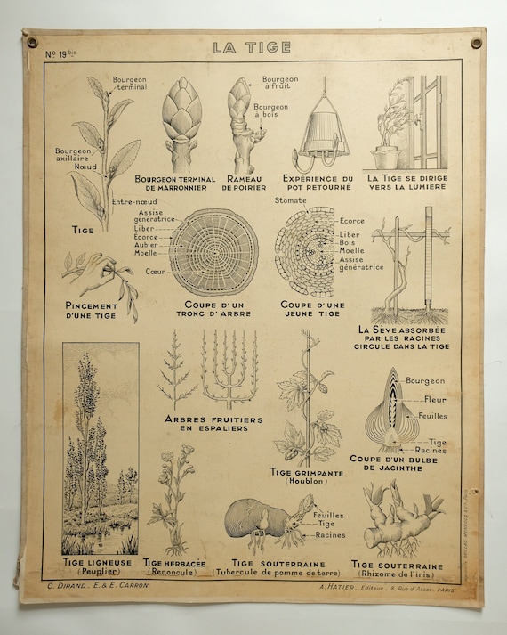 Original Large Vintage French Educational School Wall Chart STEM ROOT ANATOMY Study Quirky Beautiful Rare Hatier Carron Dirand