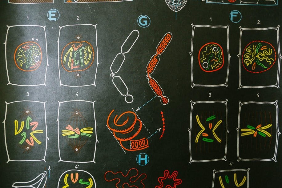 Original ANATOMICAL Vintage French School Chalk Wall Chart CELLS