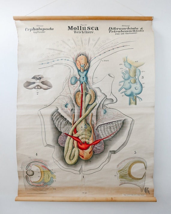 Original Antique Rudolf LEUCKART ZOOLOGICAL Vintage German School Wall Chart Cephalopod MOLLUSCS Zoology Beautiful Rare