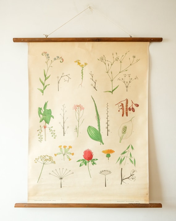 Original BOTANICAL Vintage Mid Century Swedish School Wall Chart WILD FLOWERS Botany Beautiful Rare