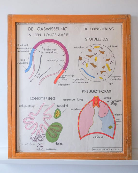 Original ANATOMICAL Vintage French School Print Human Anatomy Respiration Respiratory System Lungs Expiration MDI