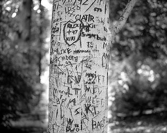 Graffiti de árbol III