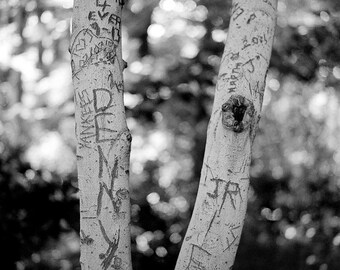 Graffiti de árbol II