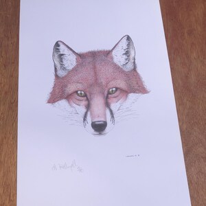 Signed Red Fox print by Harry Ballingall