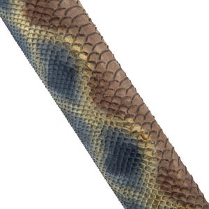 May include: Close-up of a section of snakeskin. The snakeskin has a pattern of brown, blue, and tan scales. The scales are arranged in a repeating pattern, creating a textured surface. The snakeskin is angled diagonally across the frame.