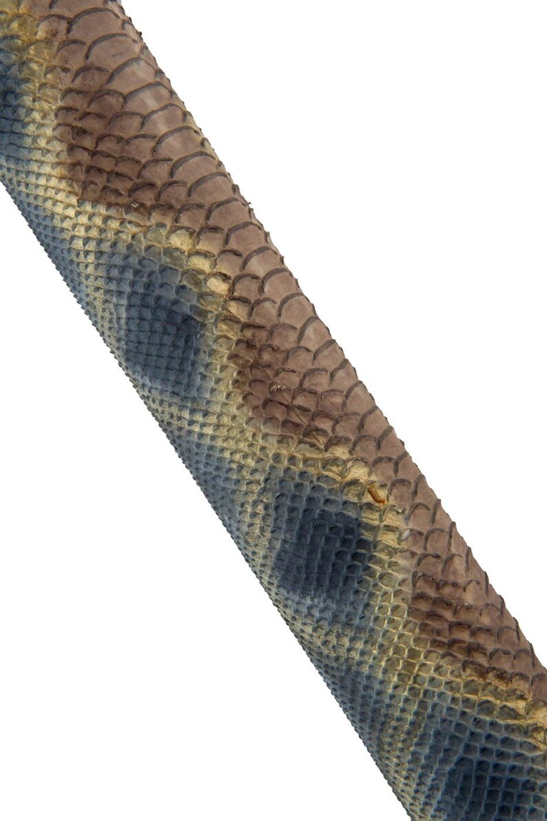 May include: Close-up of a section of snakeskin. The snakeskin has a pattern of brown, blue, and tan scales. The scales are arranged in a repeating pattern, creating a textured surface. The snakeskin is angled diagonally across the frame.