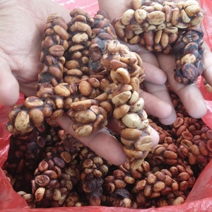 70grams Authentic Arabica Wild Civet Coffee Roasted Beans Pure Indonesia Kopi Luwak image 4
