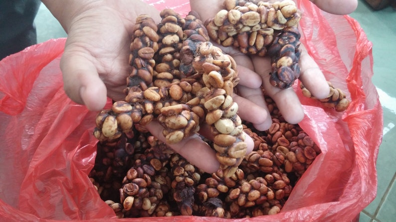 70grams Authentic Arabica Wild Civet Coffee Roasted Beans Pure Indonesia Kopi Luwak image 4