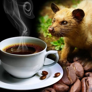 70grams Authentic Arabica Wild Civet Coffee Roasted Beans Pure Indonesia Kopi Luwak image 2