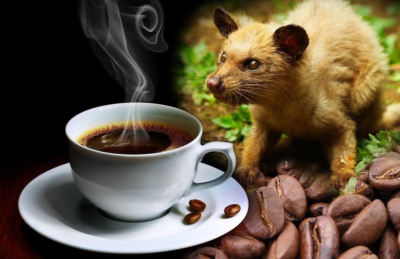 70grams Authentic Arabica Wild Civet Coffee Roasted Beans Pure Indonesia Kopi Luwak image 2