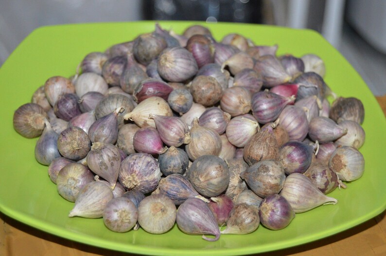 15100 Heirloom Single Clove Solo Garlic Bulbs Herbs Seeds for Etsy