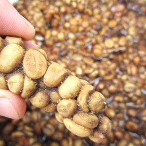 70grams Authentic Arabica Wild Civet Coffee Roasted Beans Pure Indonesia Kopi Luwak image 7