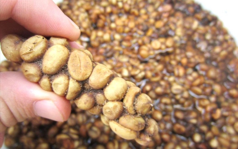 70grams Authentic Arabica Wild Civet Coffee Roasted Beans Pure Indonesia Kopi Luwak image 7