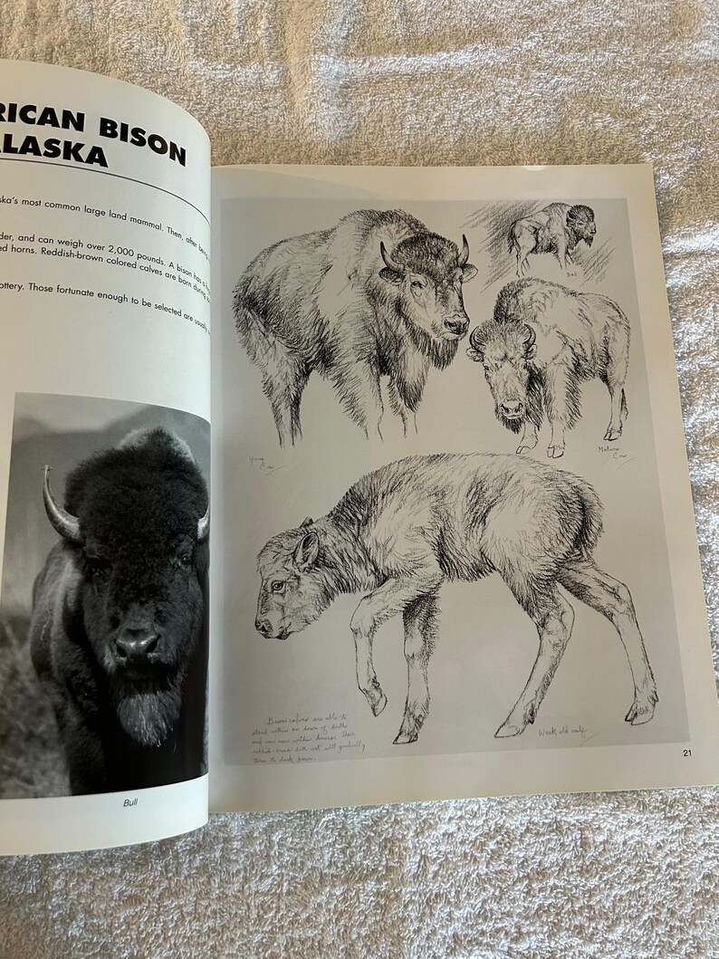 Drawing Big Game, Artist Reference Guide, Doug Lindstrand, Softcover