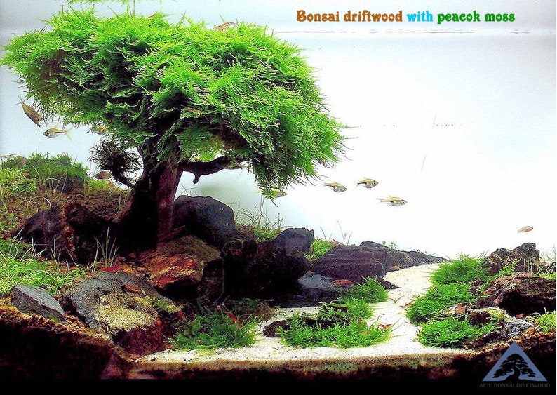 Aqua Bonsai Driftwood Moss Tree for Fish Shrimp Freshwater Nano Planted Tank AC744