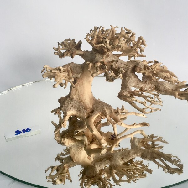 Aquarium Bonsai Tree Etsy