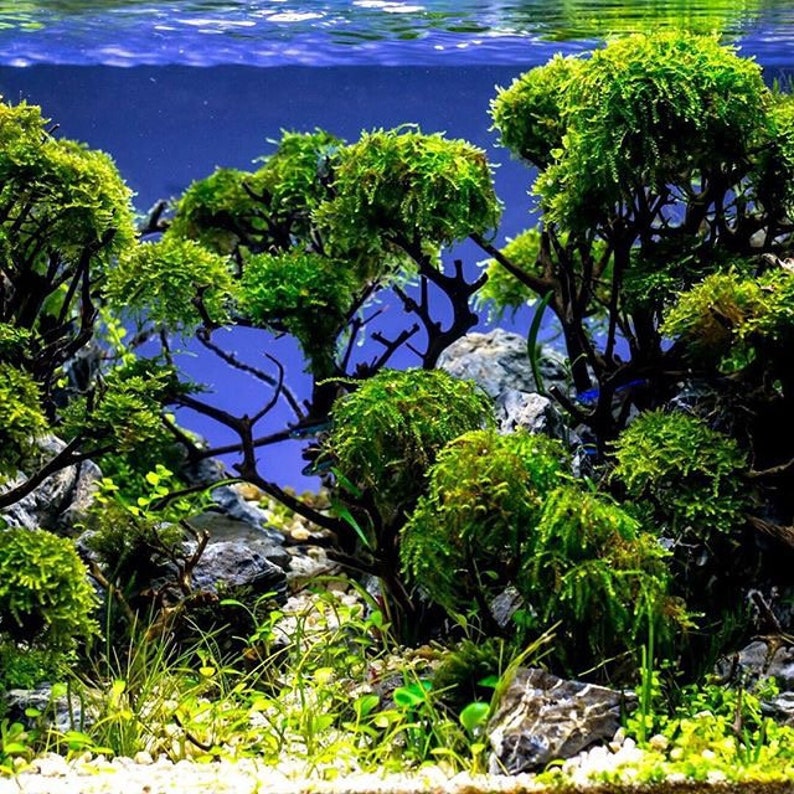 Aqua Bonsai Driftwood Moss Tree for Fish Shrimp Freshwater Nano Planted Tank AC744