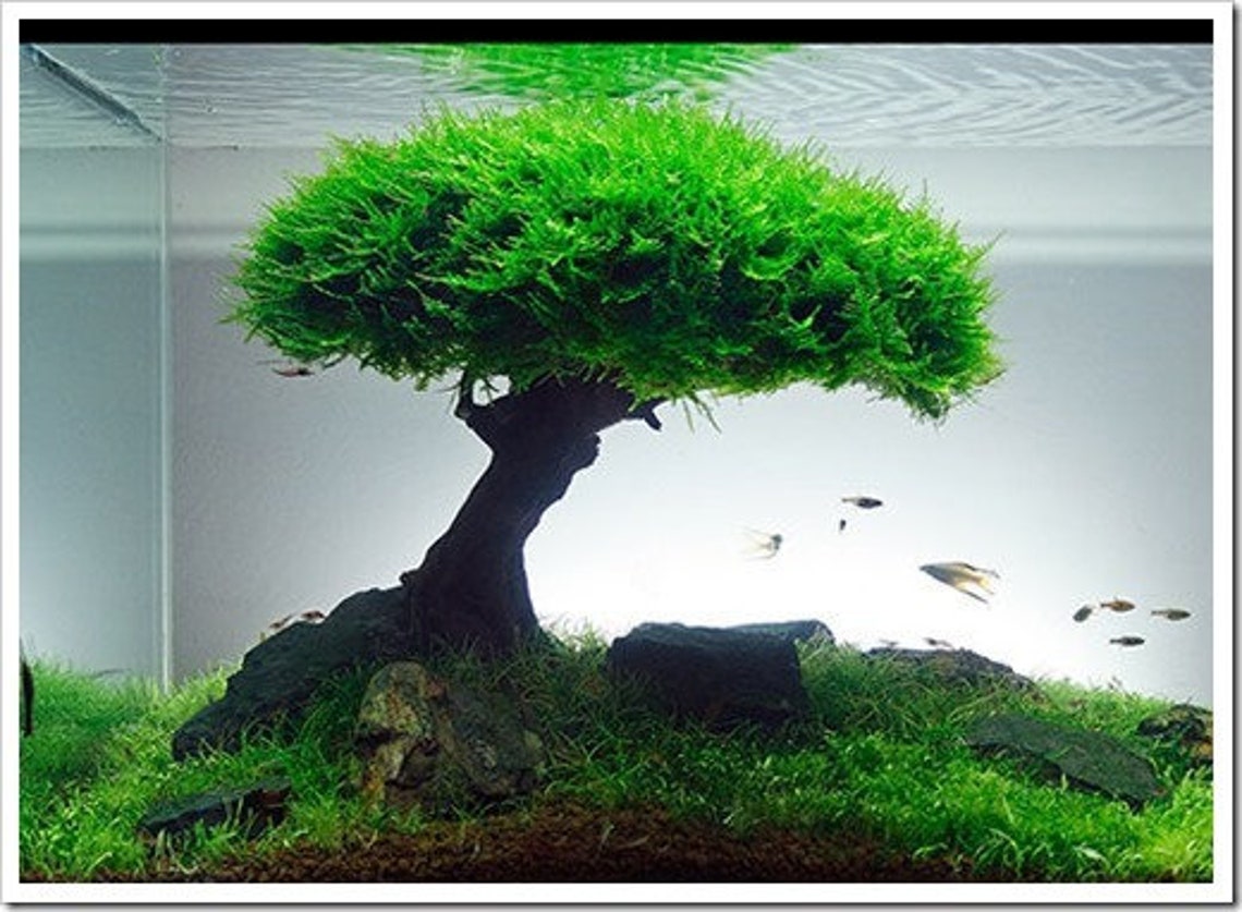 Aqua Bonsai Driftwood Underwater Moss Tree for Shrimp Fish Etsy
