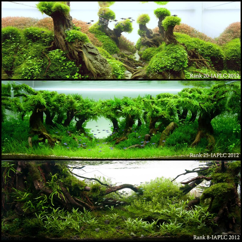 Bonsai Driftwood Aqua Bonsai Fish Shrimp Betta Terrarium Freshwater