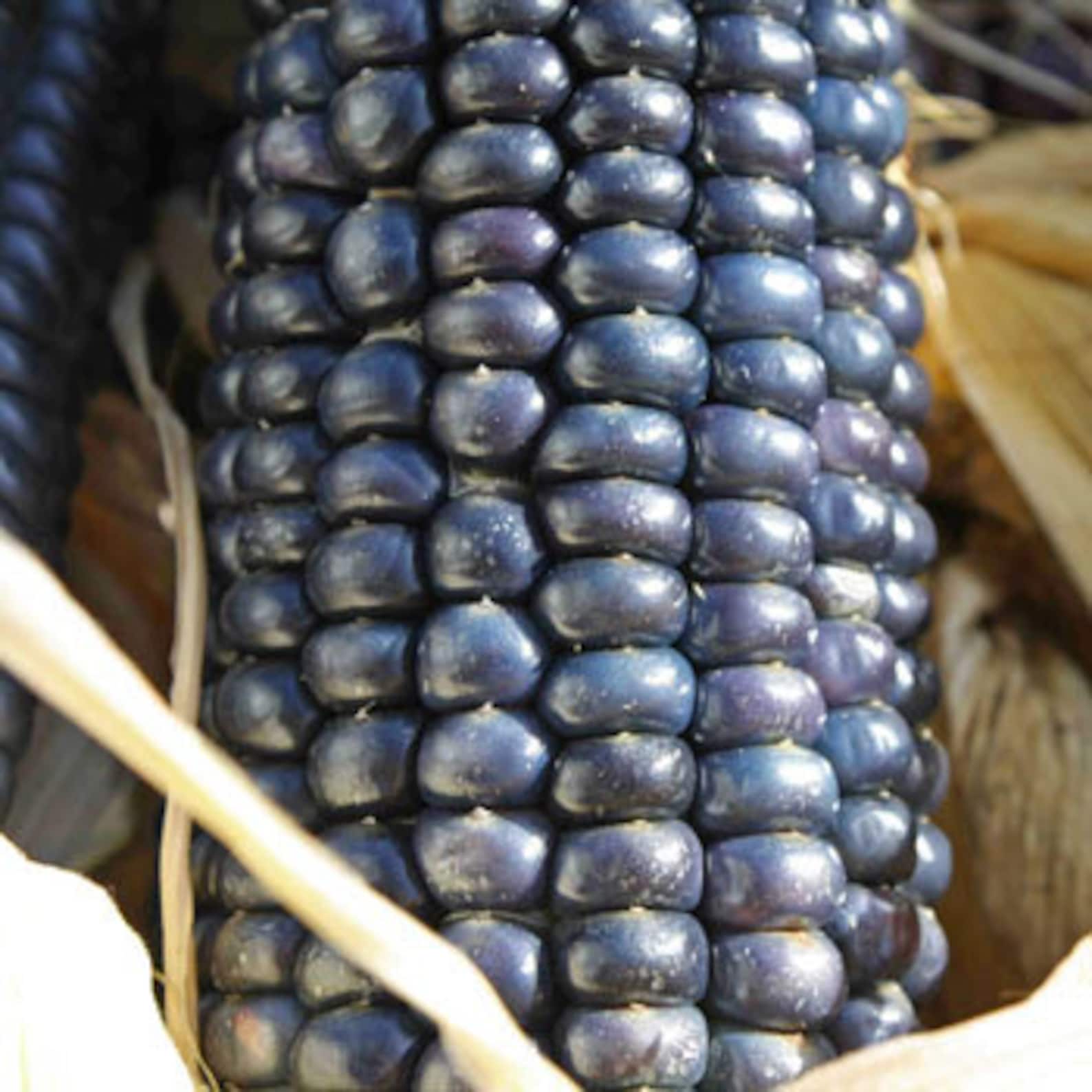 Hopi Blue Corn Seed Non Gmo Organically Grown Garden Etsy