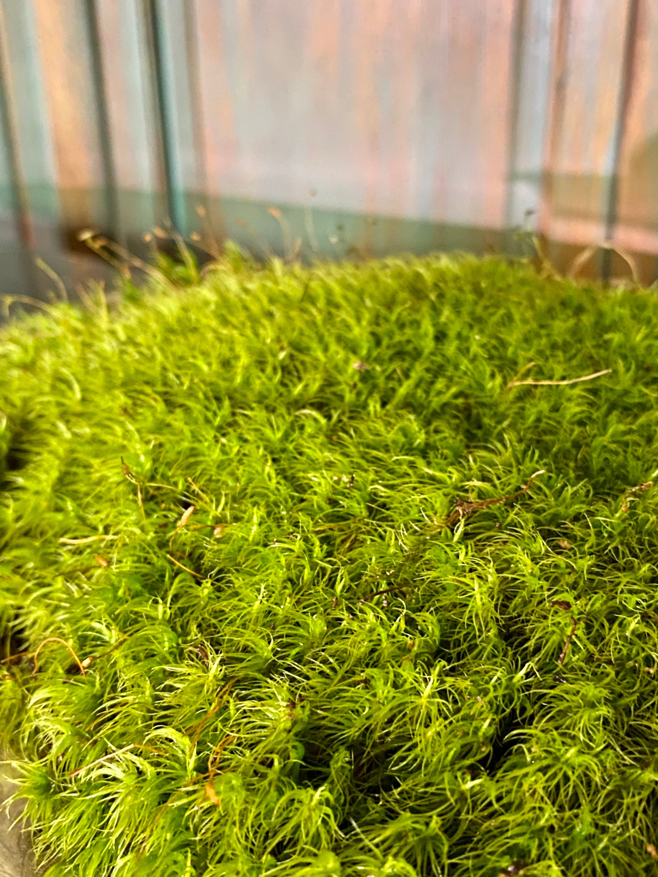 Live Sheet Terrarium Moss for sale