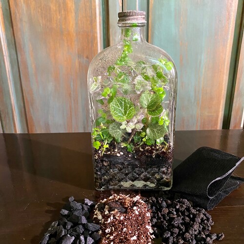 DIY Woodland Terrarium Kit Use Your Own Container Etsy